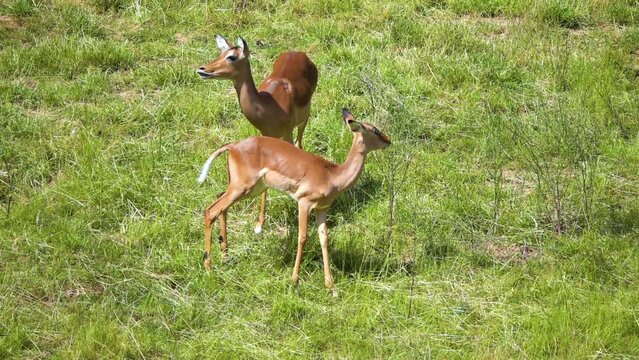 Impala (Aepyceros melampus) is medium-sized antelope found in eastern and southern Africa. It features a glossy, reddish brown coat.