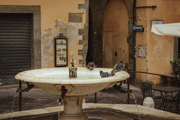 Old fountain with pigeons in Arezzo Italy