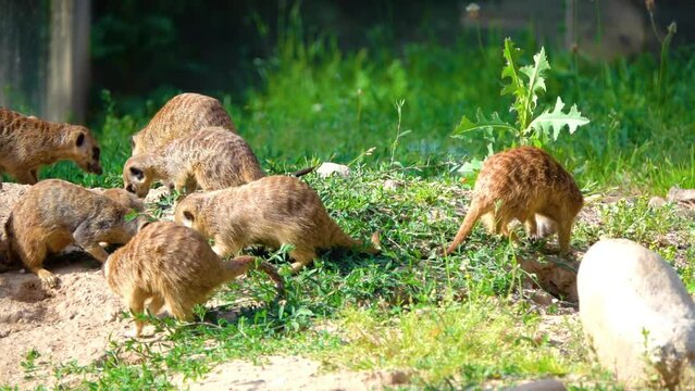 Meerkat or suricate (Suricata suricatta) is small carnivoran belonging to mongoose family (Herpestidae). Meerkats live in all parts of Kalahari Desert in Botswana, in much of Namib Desert in Namibia.