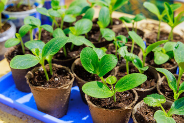 Gardeners are ready to plant zucchini seedlings in garden
