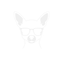 Chihuahua with sunglasses