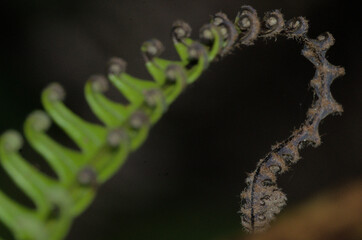 Close up of a green and brown fern leaf, contrast between life and decay. Nature's cycle of growth and decomposition. Abstract shapes in nature. Dark background. 