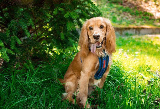 Red spaniel dog sits in the green grass near the Christmas tree. The dog has a leash and shows his tongue. The dog is two years old. He is fluffy. The photo is blurred.