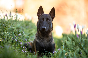 Belgian Malinois in flowers