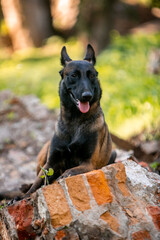 Belgian Malinois dog in the spring park