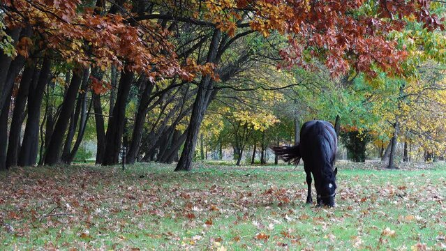 Black horse grazing in the old city autumn park.