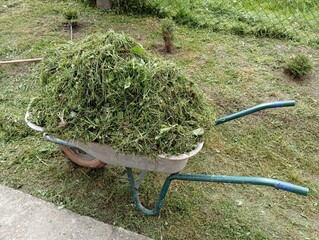 A construction wheelbarrow is loaded with grass clippings on a green grass lawn in the yard. The topic of cleaning and mowing the grass in the yard and its removal.