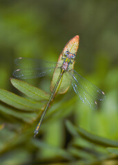 Damselfly, Western Willow Spreadwing / Willow Emerald Damselfly, Lestes viridis Sassari, Sardinia, Italy