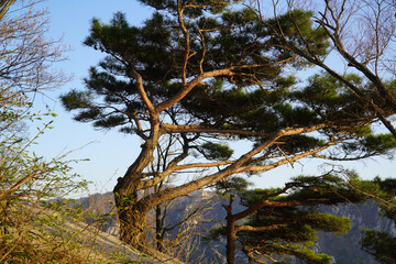 Obraz premium trees and sky