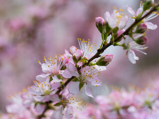 芳しい香りのニワウメ