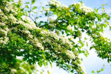 Weiße Blüten und Blätter des Weißdorns im Frühling, Hecke, Natur, Strauch, Crataegus, Flora,...