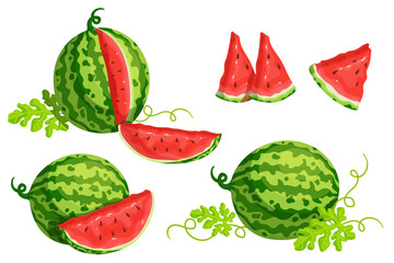 Set of ripe red watermelons and summer berry slices.Vector graphics.