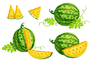 Set of ripe yellow watermelons and summer berry slices.Vector graphics.
