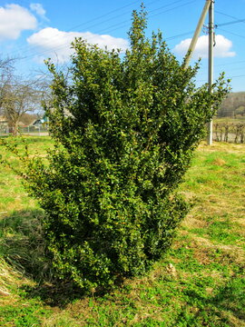 Boxwood Shrub Thriving in a Rural Ukrainian Garden