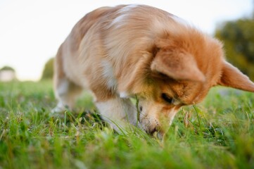 Pembroke Welsh Corgi dog snorts and digs a hole in the grass in the backyard while walking, doing dog business. Purebred dog spends time outdoors in the summer. - obrazy, fototapety, plakaty