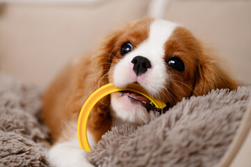 Cute Cavalier King Charles Spaniel puppy with beautiful coat color chews yellow toy while lying on...