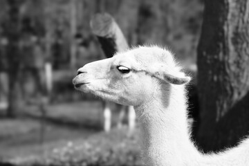llama in zoo