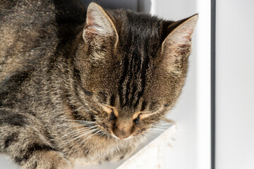 Close-up photo of an adorable cute cat.