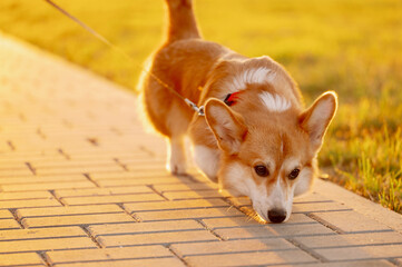 Welsh Corgi dog follows scent, sniffs the paving slabs, walking on leash at sunset. Concept of pet...