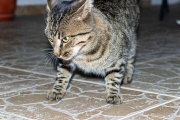 Close-up photo of an adorable cute cat.