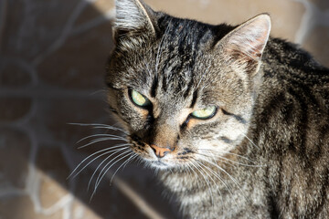 Close-up photo of an adorable cute cat.