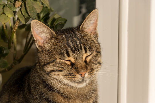 Close-up photo of an adorable cute cat.