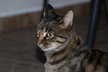 Close-up photo of an adorable cute cat.