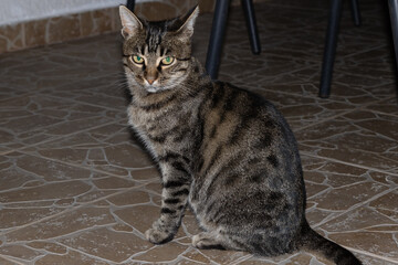 Close-up photo of an adorable cute cat.