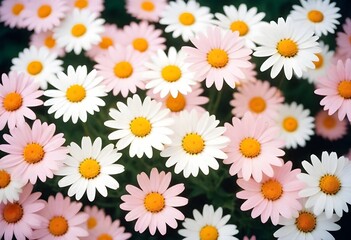 pattern with camomiles