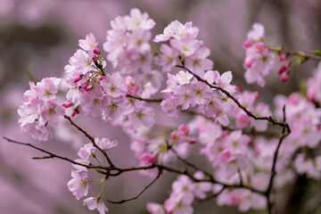 春の訪れを知らせる桜
