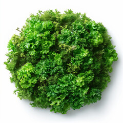 Artistic representation of green moss scattered and isolated on a white background in a top view