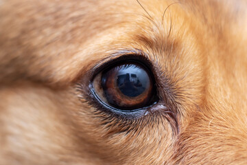 Closeup of a brown dogs eye and long eyelashes