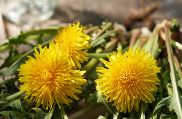 Whole dandelion plants with roots on a table outdoors in sunlight
