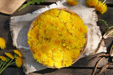 A basket full of yellow dandelion flowers with fresh whole dandelion root on a table outdoors