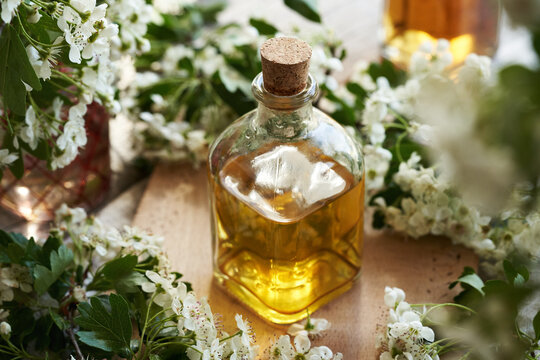 A bottle of herbal tincture with fresh hawthorn flowers in spring