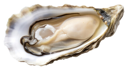 PNG Seafood oyster transparent background invertebrate