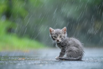 Lonely stray kitten seeking shelter  pet rescue and adoption amidst rainy street scene - obrazy, fototapety, plakaty