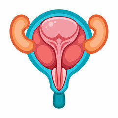 Prostate Anatomy Vector Illustration 