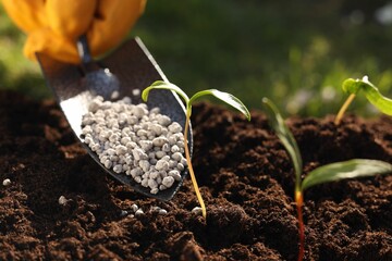 Man fertilizing soil with growing young sprouts outdoors, selective focus