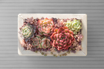 多肉植物エケベリアをメインにした寄せ植え。
Pot gardening mainly succulent...