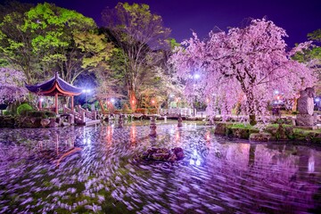 岐阜市、日中友好庭園の桜と花筏 - obrazy, fototapety, plakaty