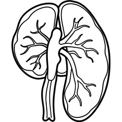 Spleen Isolated on White Background Vector Illustration 