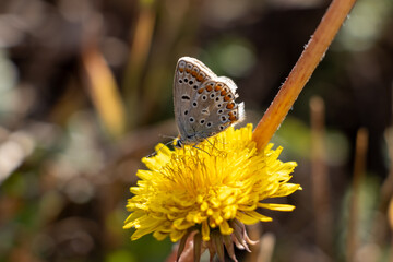 Macro photo of a butterfly siting on a yellow flwoer