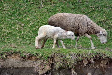 Sheep and lamb by a stream in Cotacachi, Ecuador