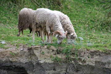 Sheep grazing beside a stream in Cotacachi, Ecuador