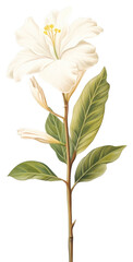 PNG White flower blossom plant petal