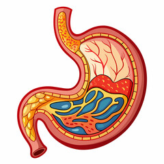 Stomach High-Quality Vector Illustration on White Background
