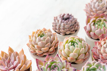 可愛く紅葉している多肉植物のエケベリアのフレーム