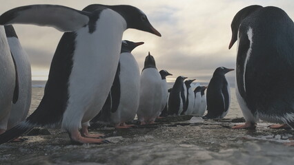 Penguin Stand on Frozen Ice Rock Shore. Antarctic Wildlife Animal. South Antarctic Gentoo Bird...