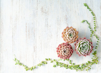 可愛く紅葉している多肉植物のエケベリアとグリーンネックレスのフレーム